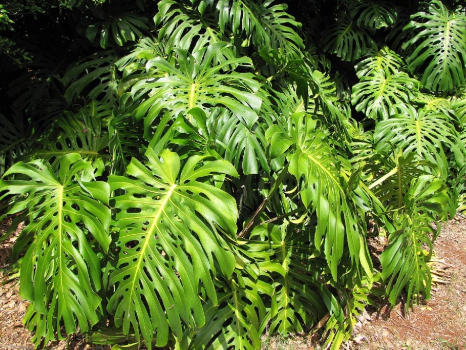 Фикус монстера