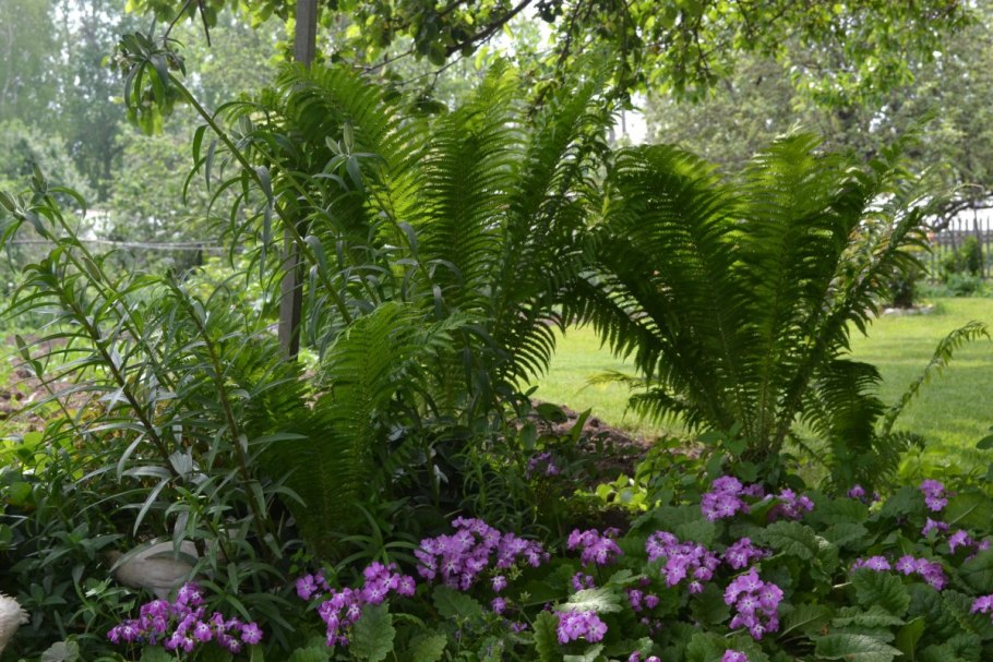 Тенелюбивые растения монстера