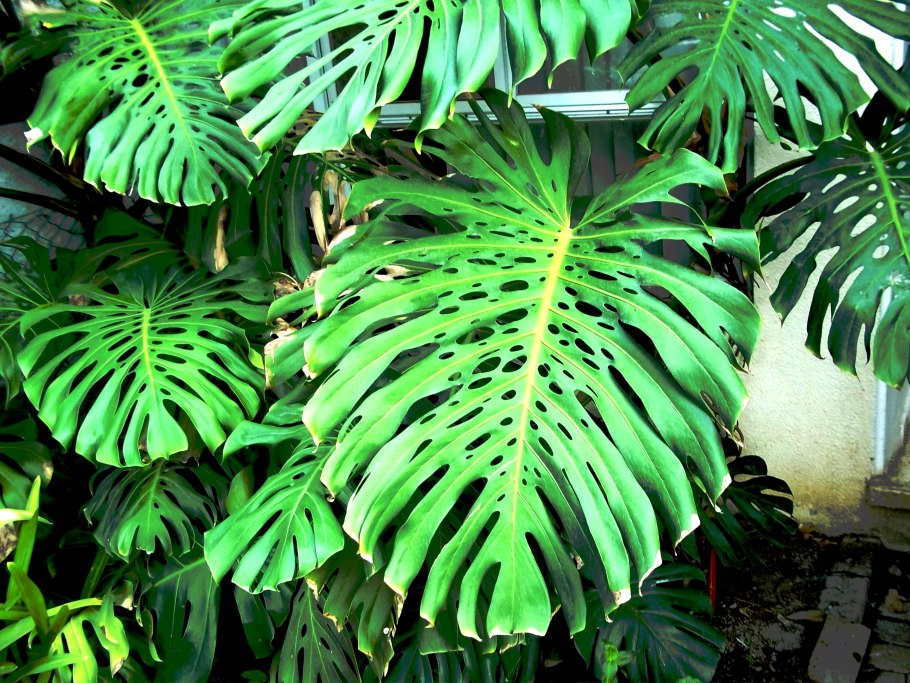 Монстера крупнолистная