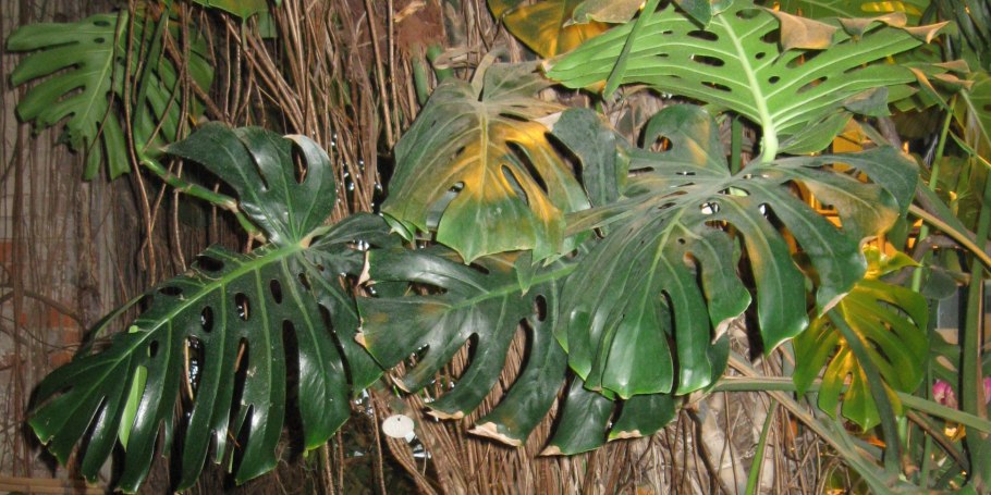 Монстера деликатесная (Monstera deliciosa)