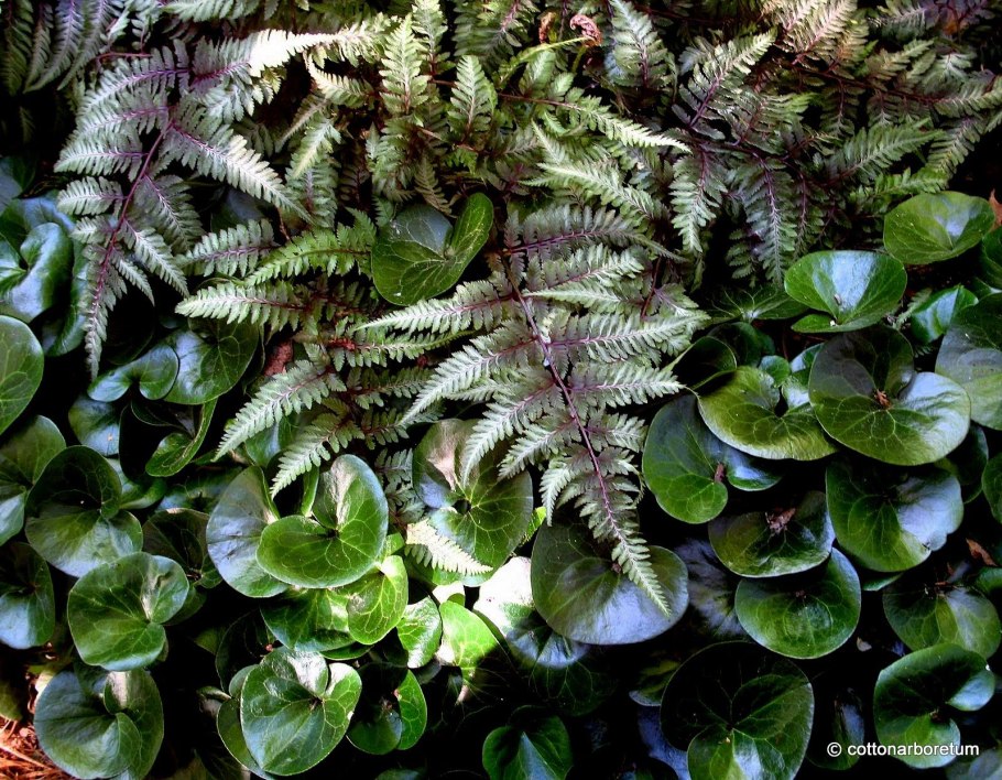 Арека Хризалидокарпус