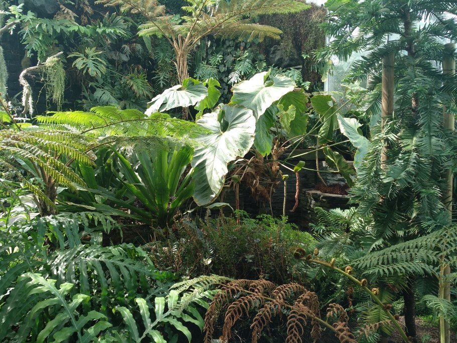 Монстера Индонезиан