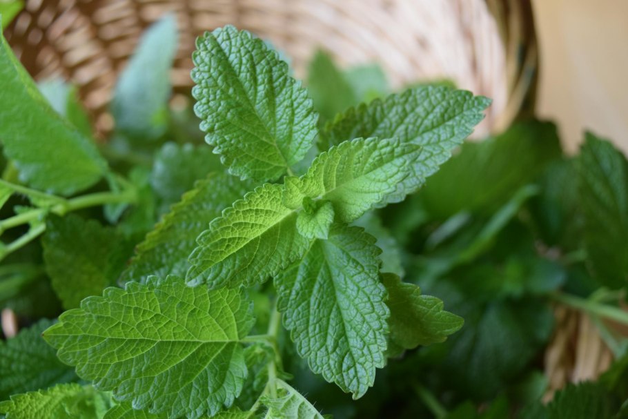 Мелисса Lemon Balm