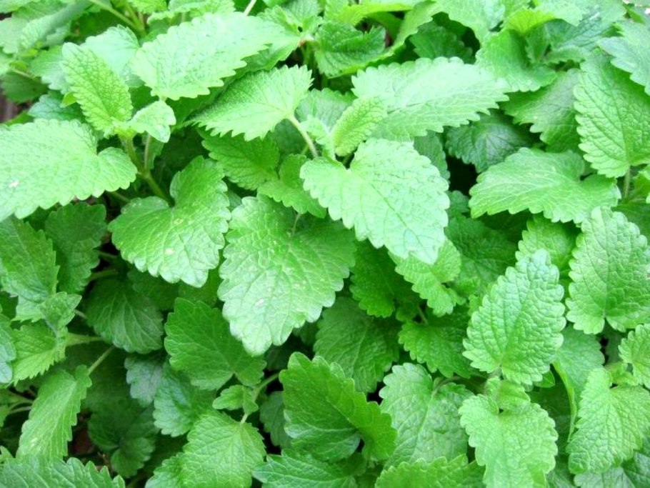 Lemon Balm растение