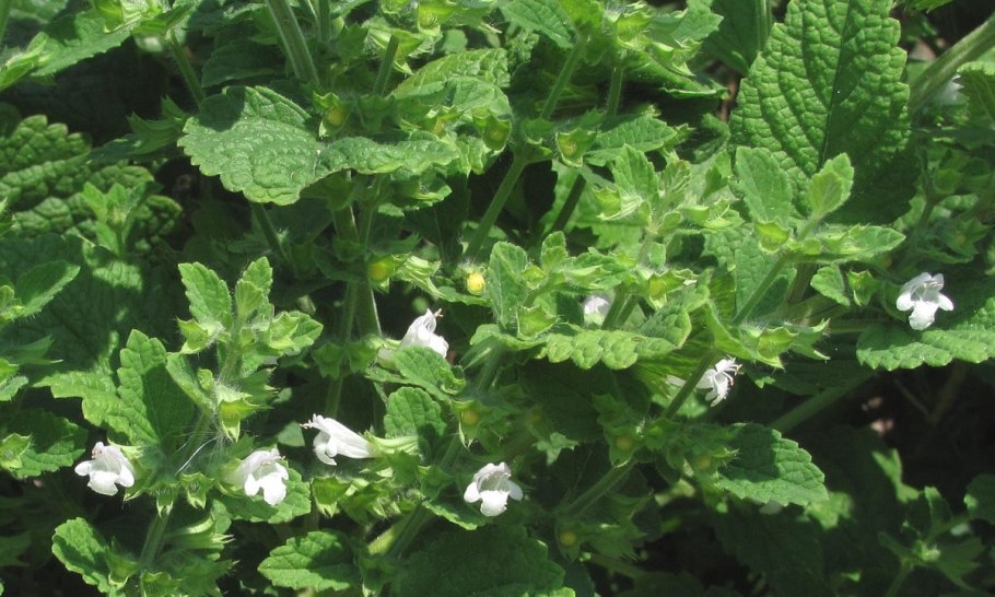 Мелисса лекарственная (Melissa officinalis)