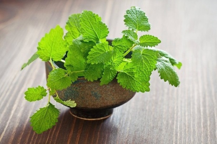 Мелисса Lemon Balm