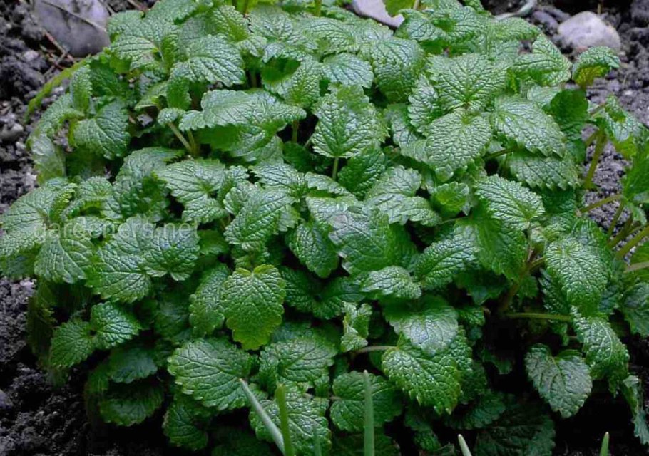 Росток мяты плектрантус