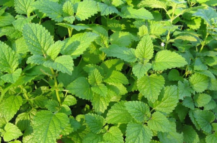 Мелисса Lemon Balm