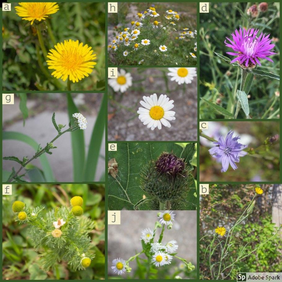 Желтые семейство Астровые