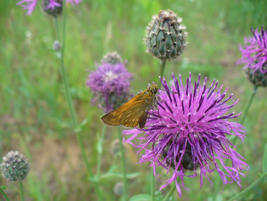 Таксон Василек Луговой
