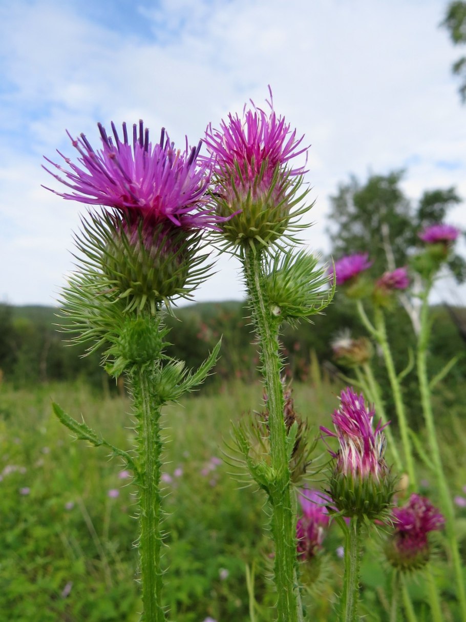 Chrysanthemum segetum