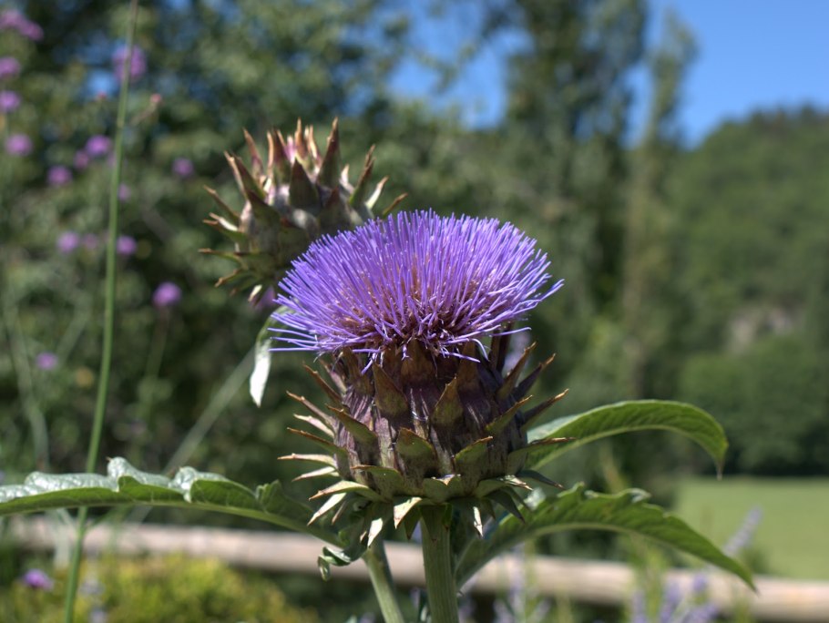 Василек волосистоголовый