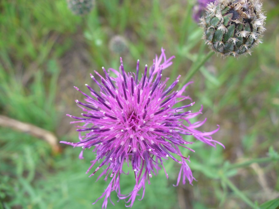 Centaurea adpressa
