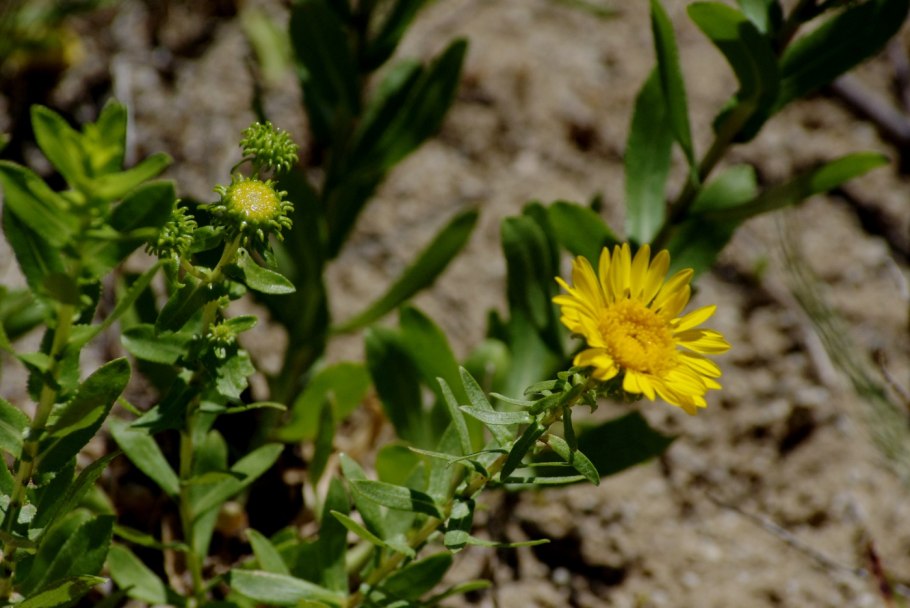 Centaurea aspera