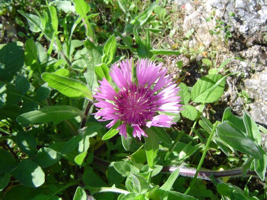 Centaurea melitensis