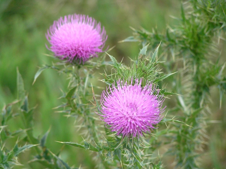 Подкласс Астериды Астровые