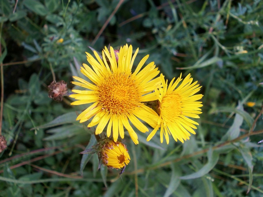 Centaurea hajastana