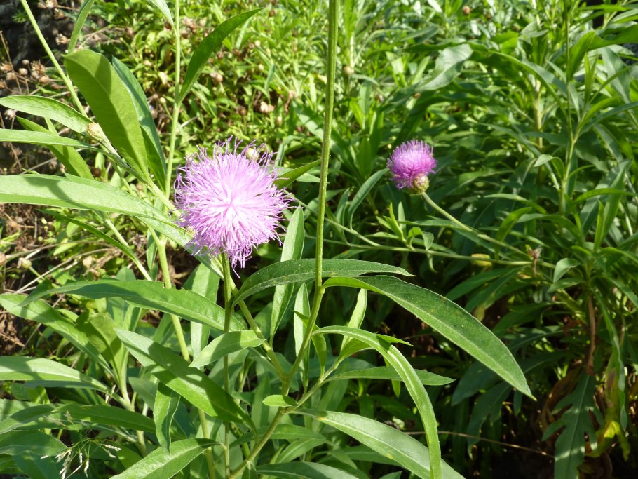 Cheirolophus crassifolius