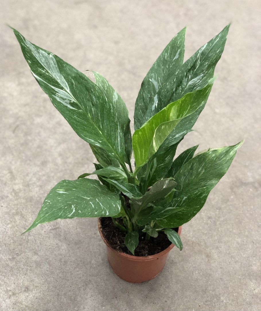 Peace Lilly variegated