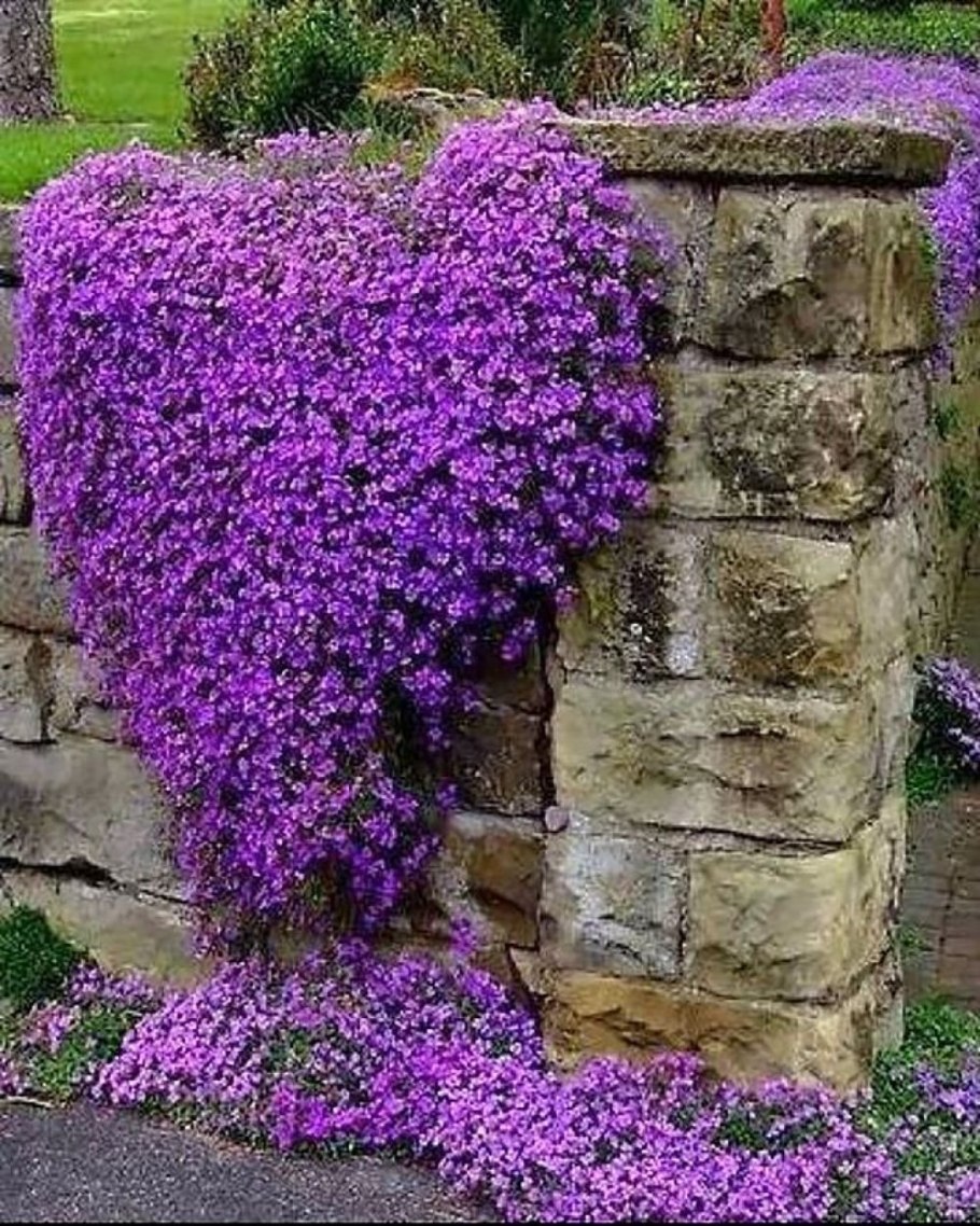 Лиатрис спиката spicata