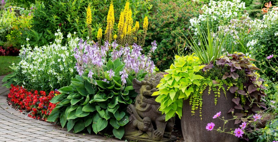 Хоста цветы многолетники