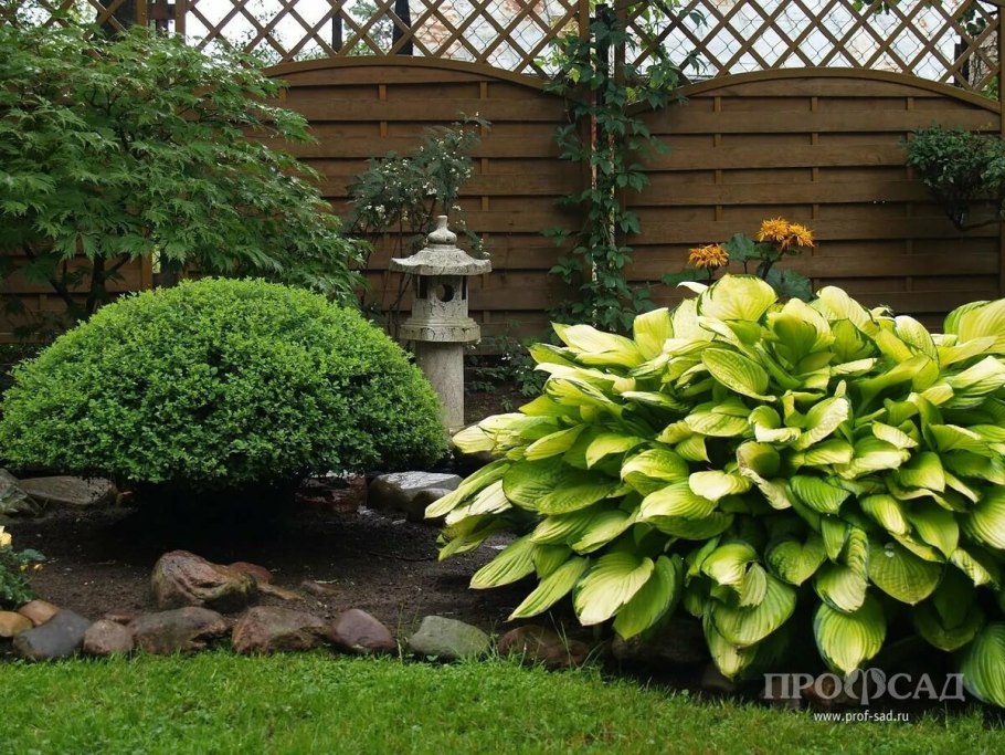 Астильба Файрберри