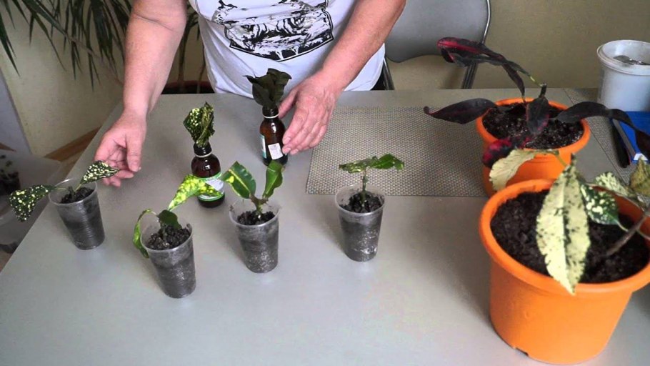 ZZ Plant how to make Cuttings
