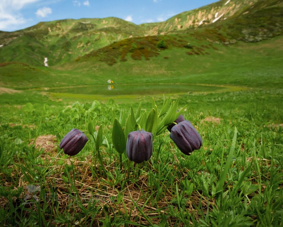 Черные тюльпаны Абхазия Альпийские Луга