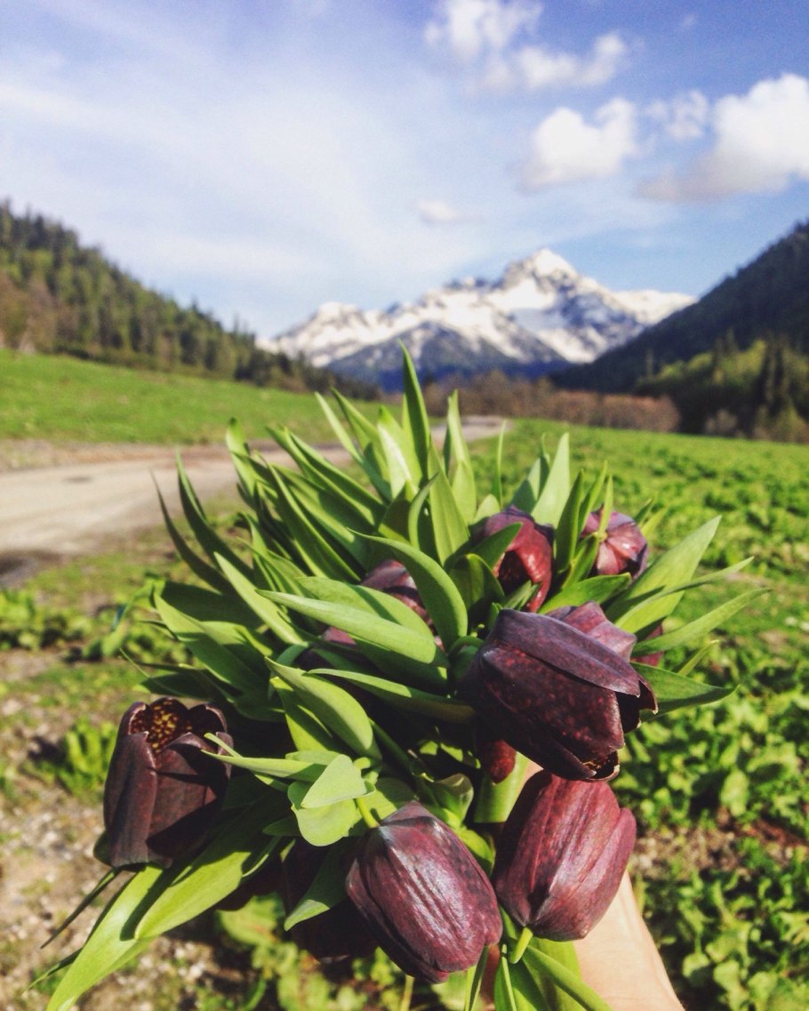 Рябчик кавказский Fritillaria Caucasica