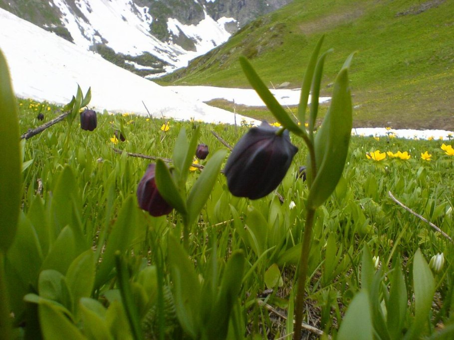 Рябчик кавказский Fritillaria Caucasica