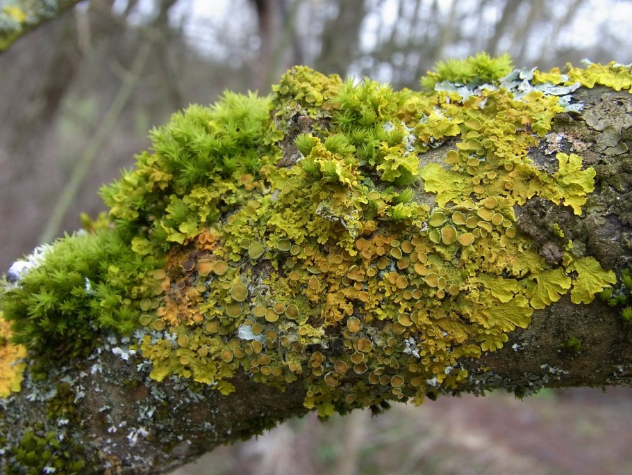 Лишайники Roccellaceae