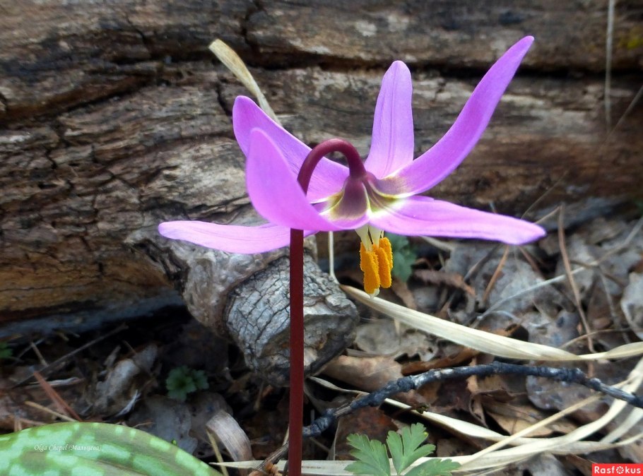 Кандык Сибирский завязь