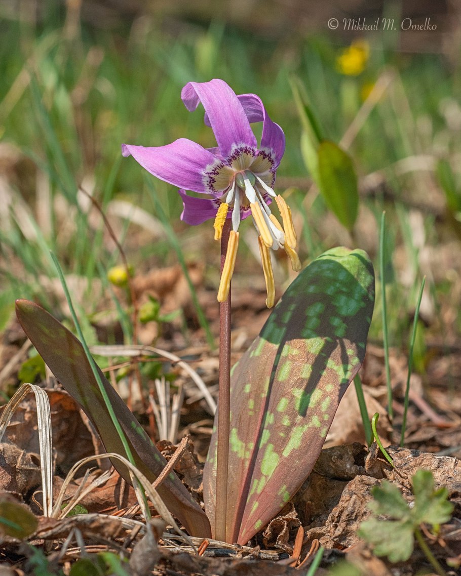 Первоцветы Тюменской области