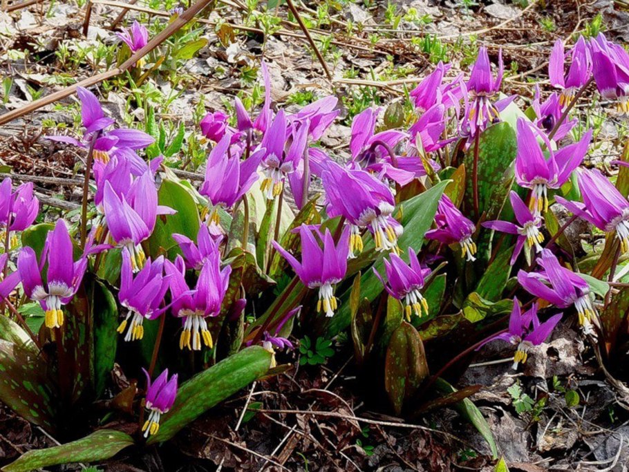 Erythronium americanum