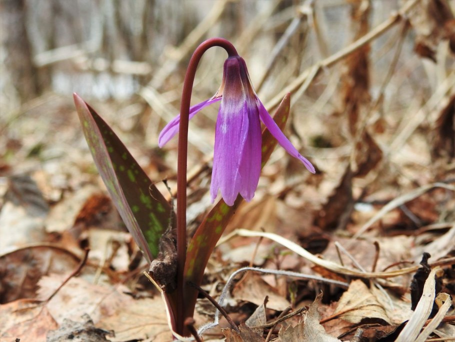Мелколуковичные многолетники первоцветы