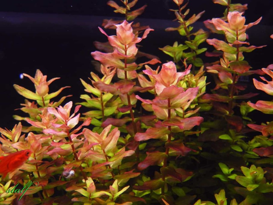 Ротала крупнотычинковая узколистная Rotala macrandra "narrow Leaf"
