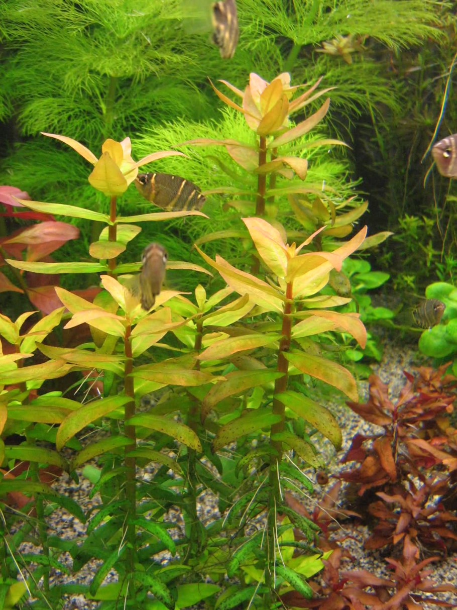 Аммания мультифлора (ammania multiflora)