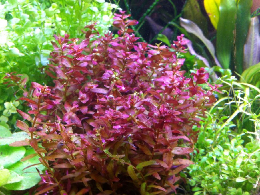 Аммания бонсай аквариумное растение