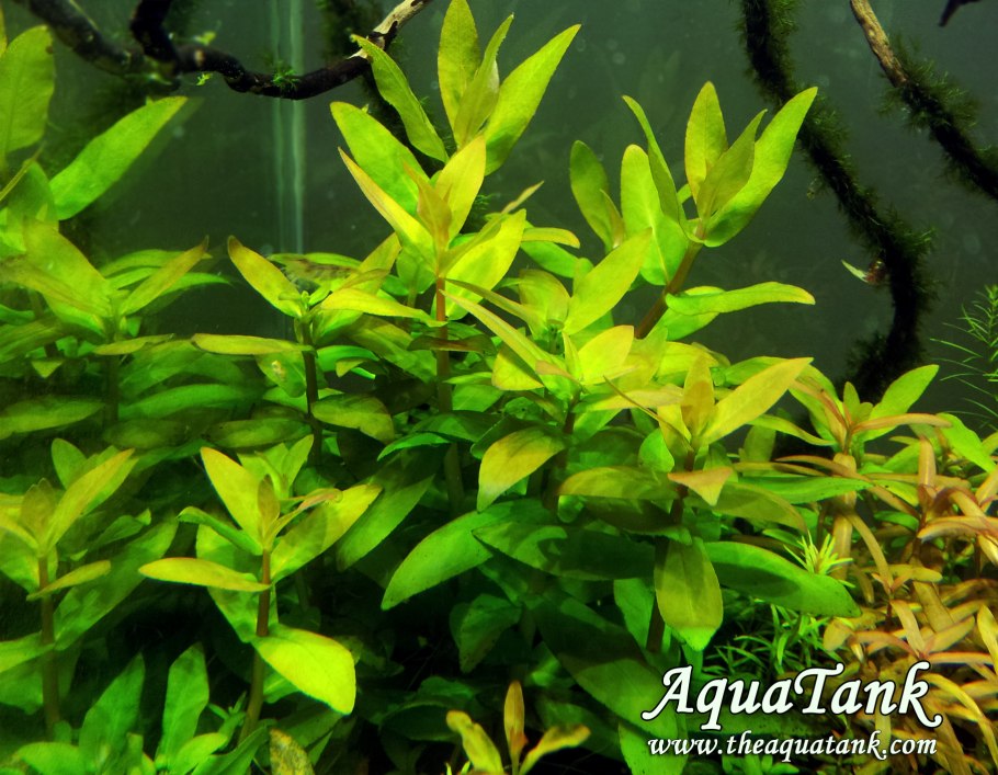 Аммания мультифлора