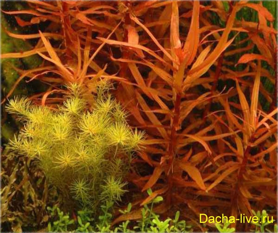 Аммания изящная (Ammannia gracilis)