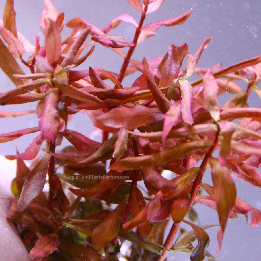 Амания бонсай в аквариуме