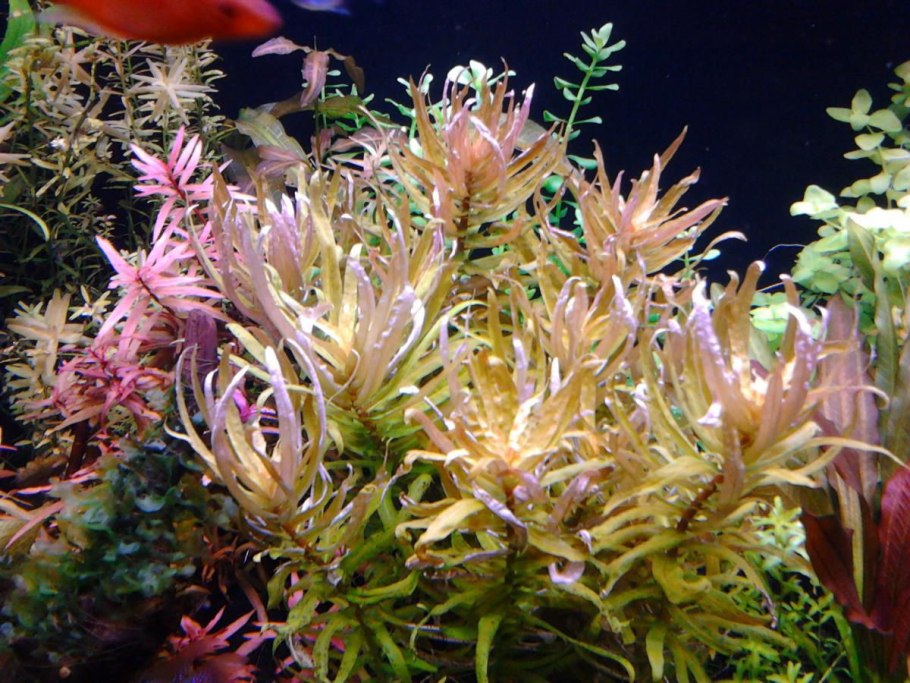 Аммания Грацилис (Ammannia gracilis)