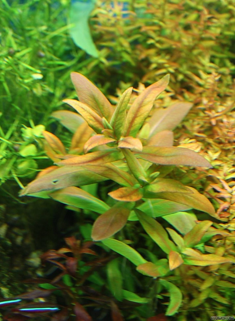 Аммaния mультифлорa