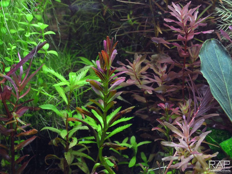 Ротала индийская зеленая