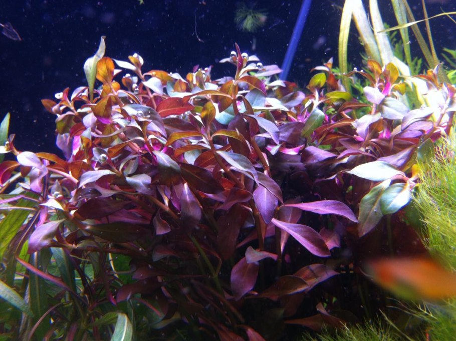 Альтернатера Лилацина m