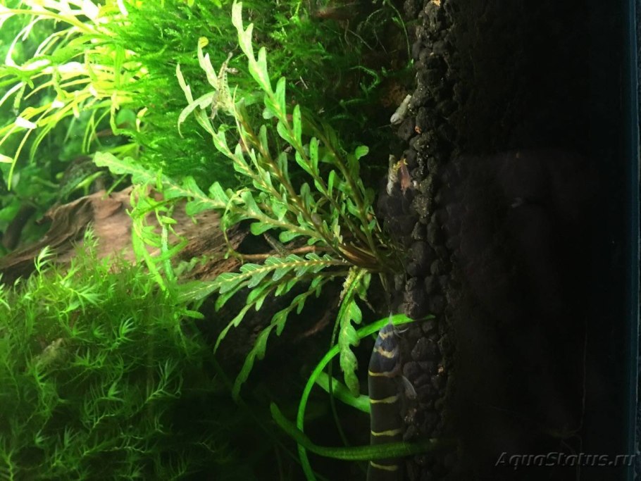 Роталла Ротундифолия в акваскейпе