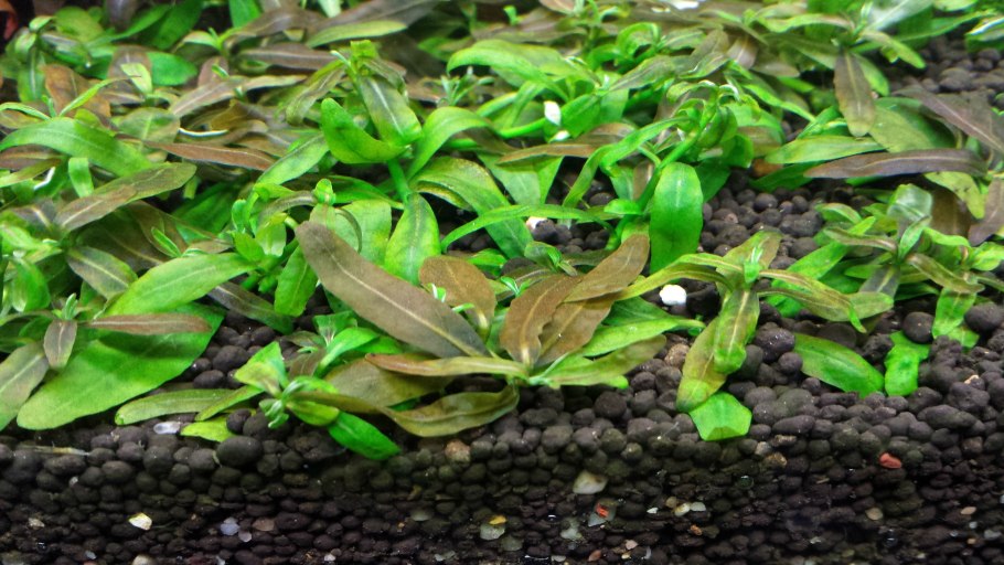 Аммания мультифлора (Ammania multiflora)