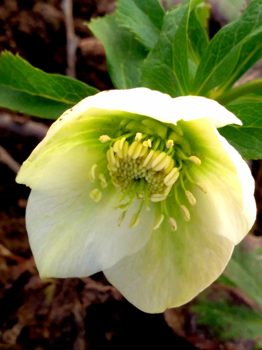 Морозник белоцветный