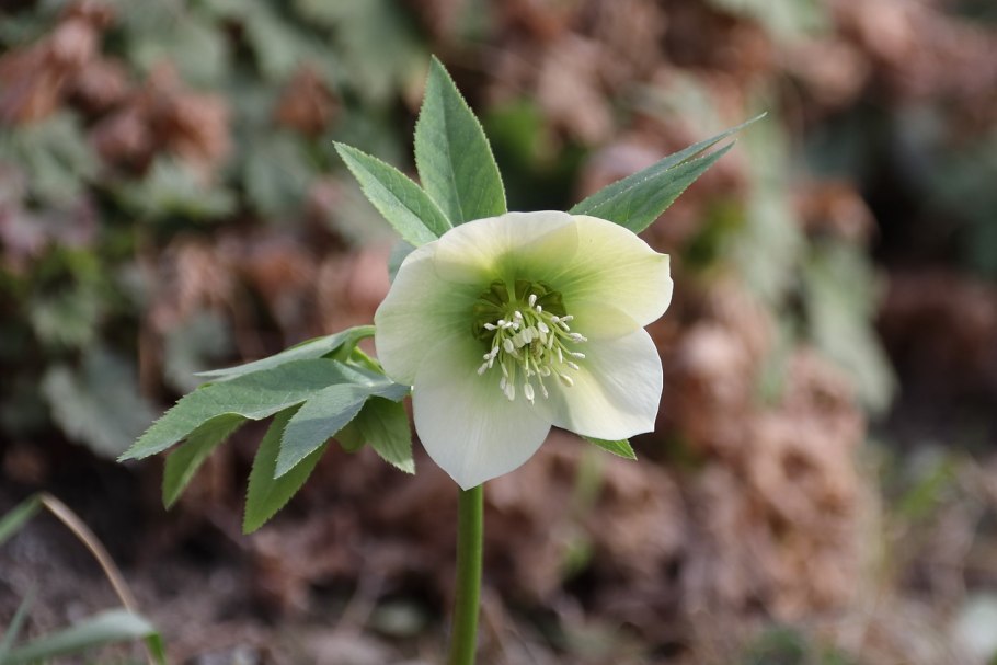 Морозник ягоды