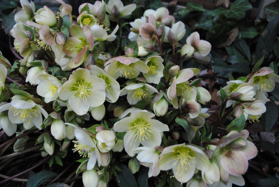 Морозник (Helleborus) кавказский